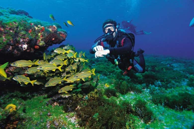 Batismo de Mergulho em Arraial do Cabo: Aventuras Submersas Incríveis!