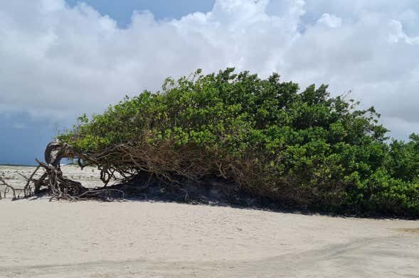 Rota Leste Encantada: Árvore da Preguiça + Lagoa do Paraíso em Jeri!