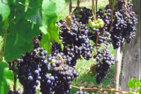 Tour Vinícola Araucária: Degustação e Encantos do Mundo do Vinho!