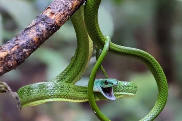 Explore a Floresta Amazônica e Descubra a Natureza Selvagem no Museu da Amazônia!