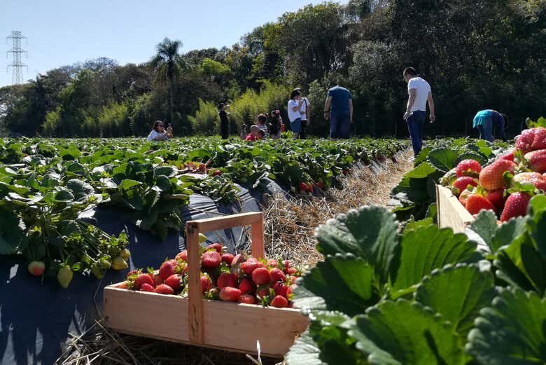 Tour do Morango em Atibaia: Colha e Deguste!