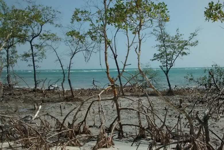 Aventura Radical de UTV em Jericoacoara: Litoral Leste ou Oeste!