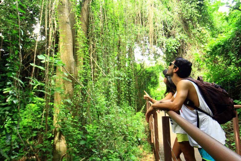 Trilha e Avistamento de Golfinhos em Fernando de Noronha!