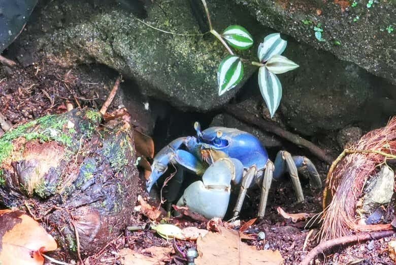 Desvende a História e Beleza Natural da Ilha Grande e Praia Preta!