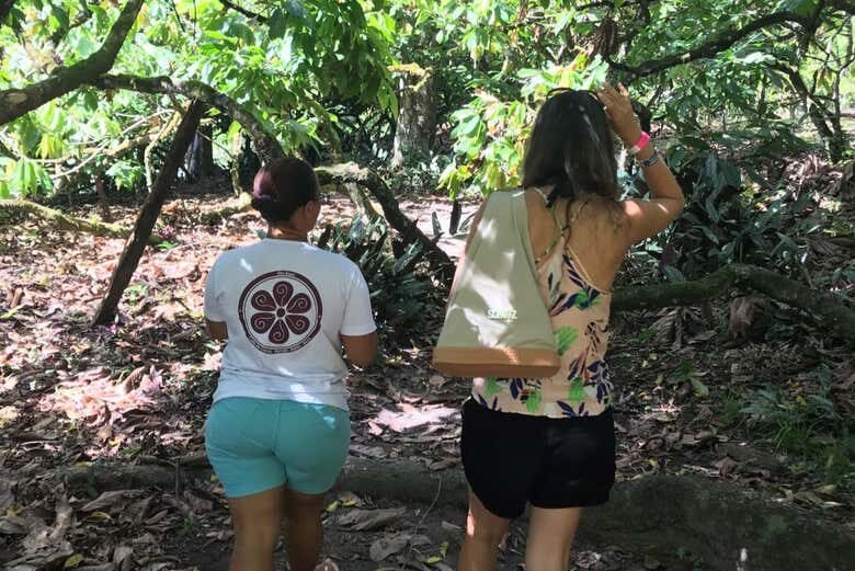 Experiência Imersiva na Famosa Fazenda de Cacau Vila Rosa na Bahia!