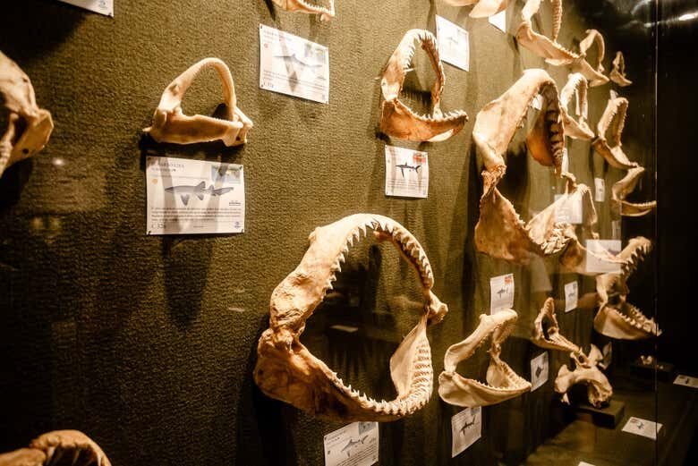 Uma viagem ao fundo do mar no Museu Oceanográfico Univali!