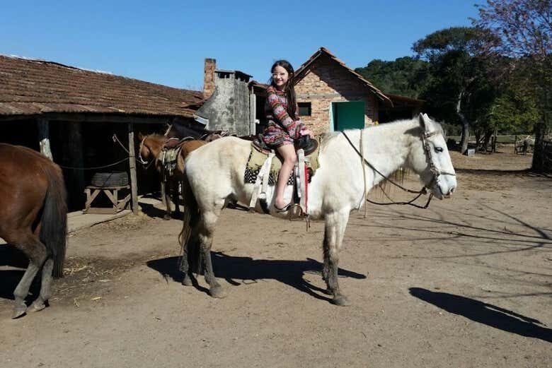 Aventura Animal em Curitiba: Passeio a Cavalo + Visita ao Zoológico!