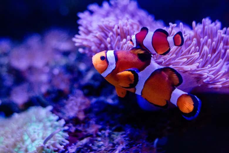 Uma viagem ao fundo do mar no Museu Oceanográfico Univali!