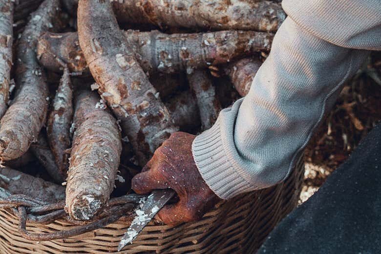 Explore Garopaba: Um Tour Completo pela História e Cachaça Artesanal!