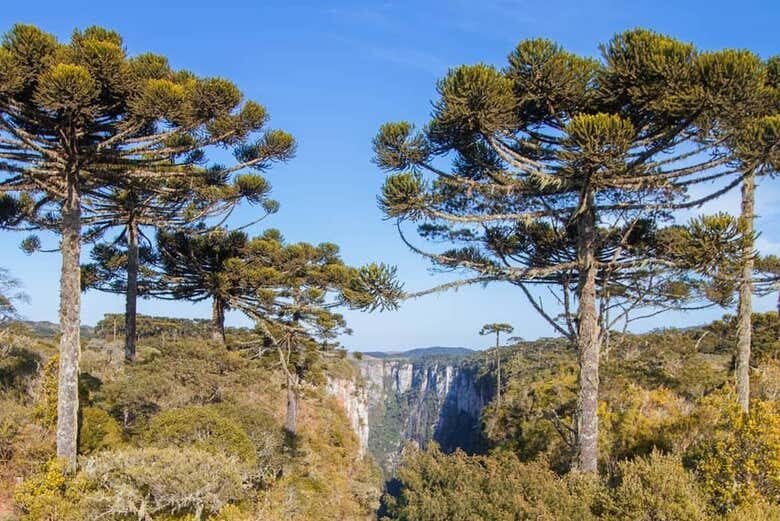 Trilha e Aventuras no Cânion Itaimbezinho!