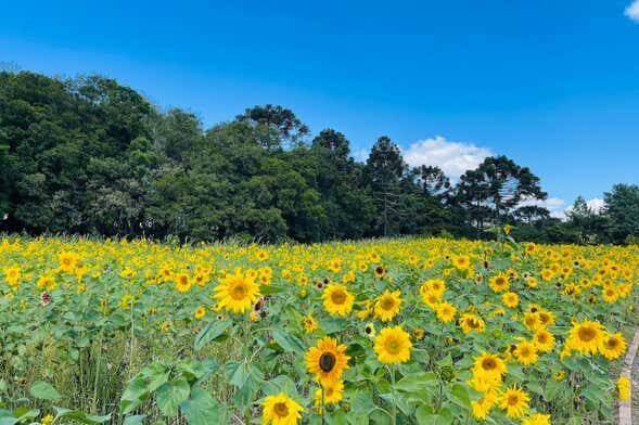 Excursão a São Francisco de Paula: Natureza, Livros e Flores!