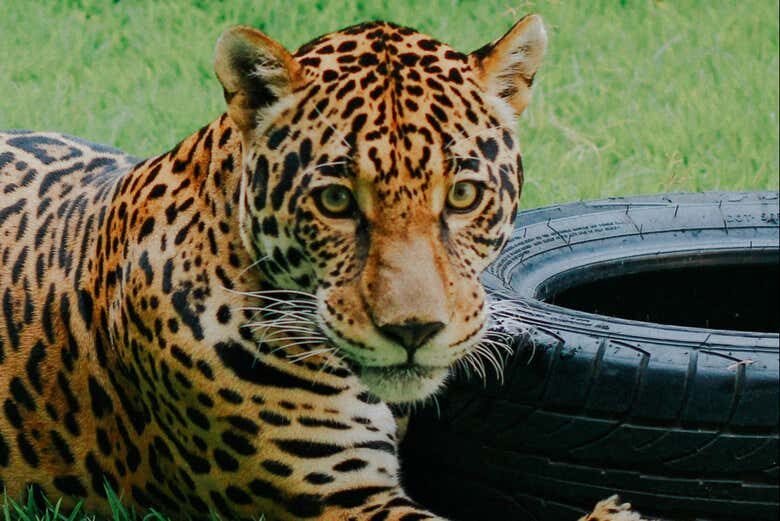 Visita Guiada pelo Ecopark em Maragogi: Uma Aventura Selvagem!