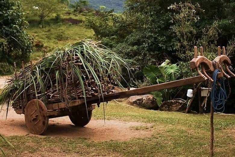 Explore Garopaba: Um Tour Completo pela História e Cachaça Artesanal!
