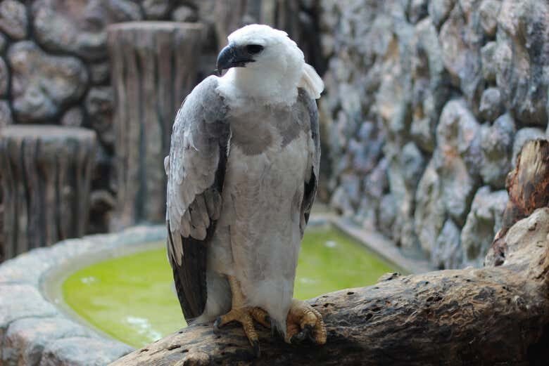 Visita Guiada pelo Ecopark em Maragogi: Uma Aventura Selvagem!