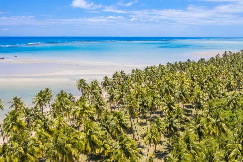 Excursão Privada a Maragogi: Descubra o Caribe Brasileiro!