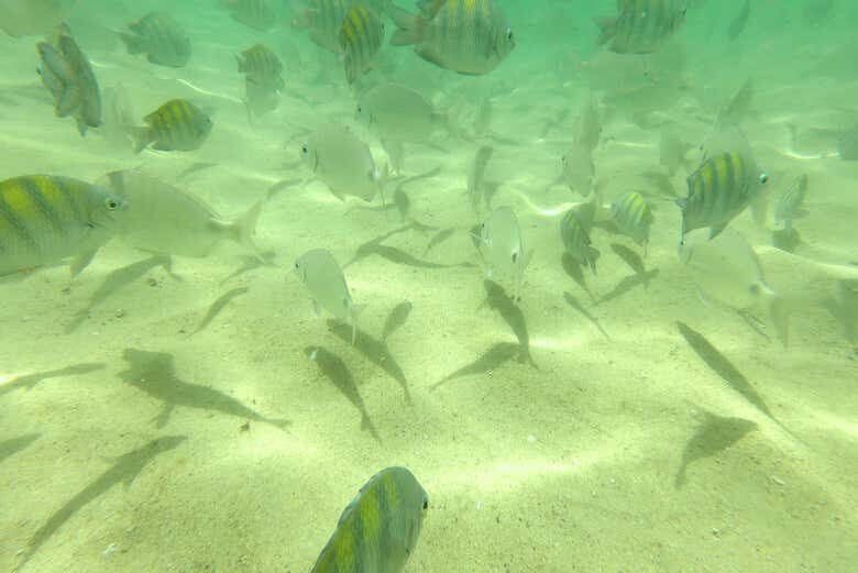 Aventuras Submarinas: Snorkel na Praia da Sepultura e Desfrute de Bombinhas!