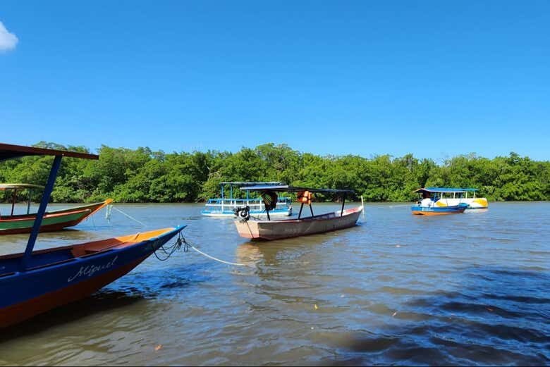 Desbrave a Barra de Mamanguape: Um Refúgio Natural na Paraíba!