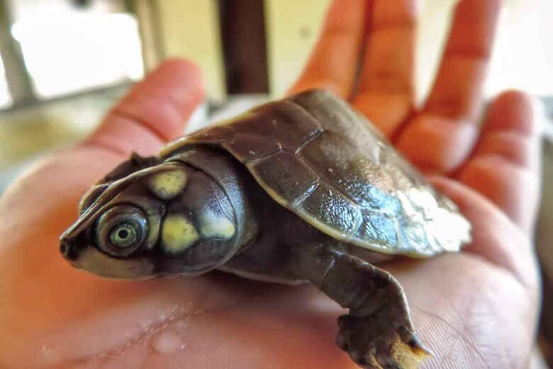 Vivência Ribeirinha no Arapiuns: 1 ou 2 dias imerso na Amazônia!