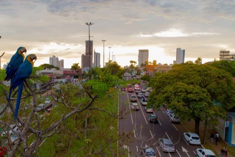 Campo Grande em Essência: Tour Privado pela Cidade Morena!