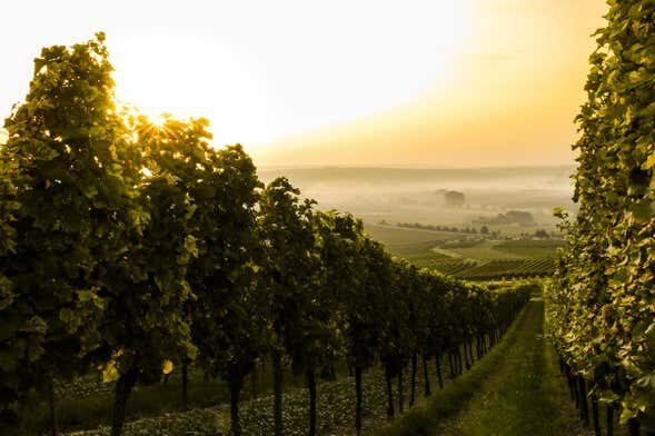 Tour do Vinho por Caxias do Sul e Flores da Cunha!