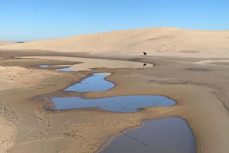 Trilha pelo Parque das Dunas de Tramandaí: natureza e vento no rosto!