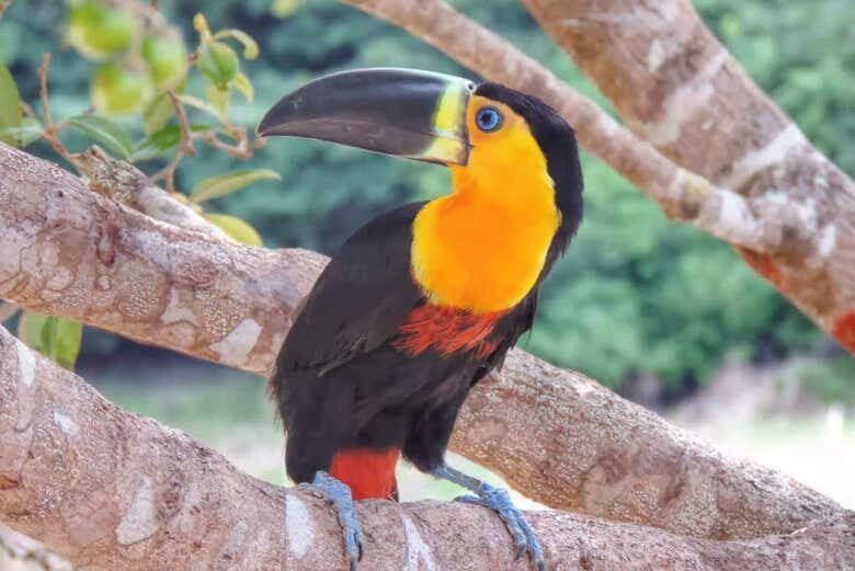 Vivência Ribeirinha no Arapiuns: 1 ou 2 dias imerso na Amazônia!