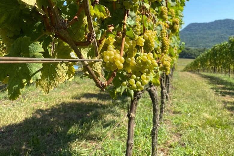 Tour e Degustação na Vinícola Domus Mea: Um Happy Hour Inesquecível!