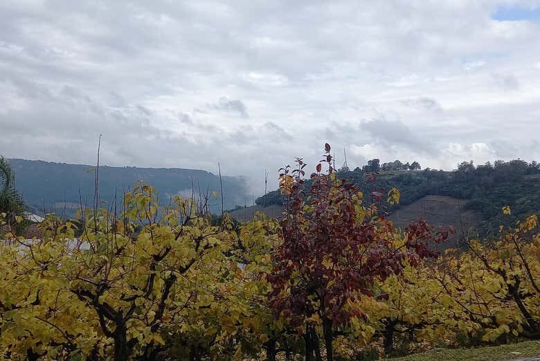 Rota da Imigração Italiana em Caxias do Sul: História, Cultura e Tradição!