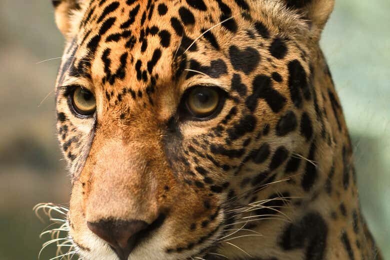 Visita Guiada pelo Ecopark em Maragogi: Uma Aventura Selvagem!