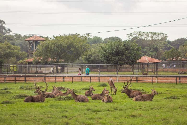 Aventura Animal em Curitiba: Passeio a Cavalo + Visita ao Zoológico!