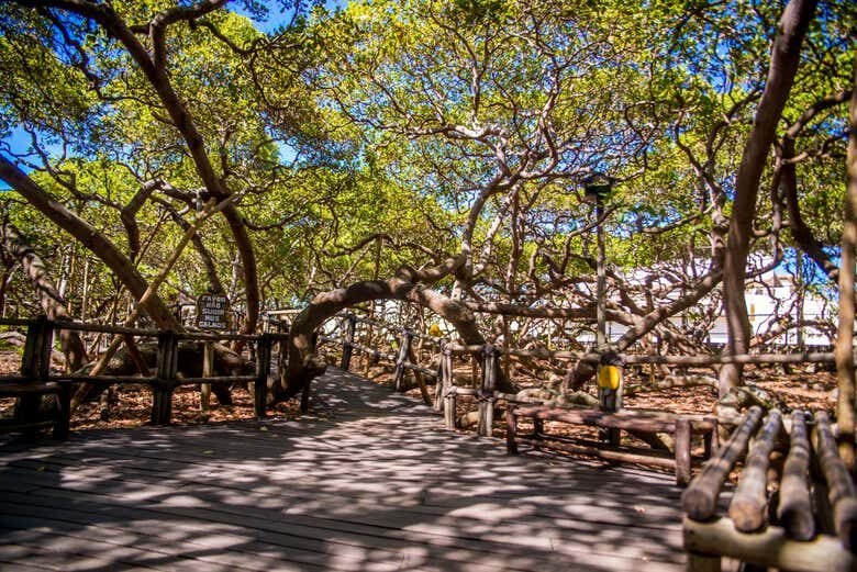 Cajueiro Gigante, Lagoa de Arituba e Praias do Litoral Sul de Natal!