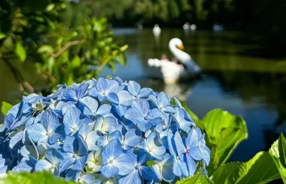 Transfer Porto Alegre ↔ Serrra Gaúcha: conforto até o seu destino!